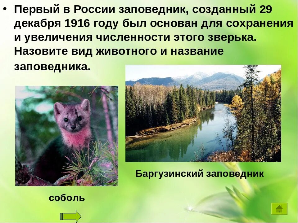 Текст про заповедник. Рассказ о заповеднике. Рассказ о заповеднике России. Сообщение о заповеднике. Доклад о заповеднике.