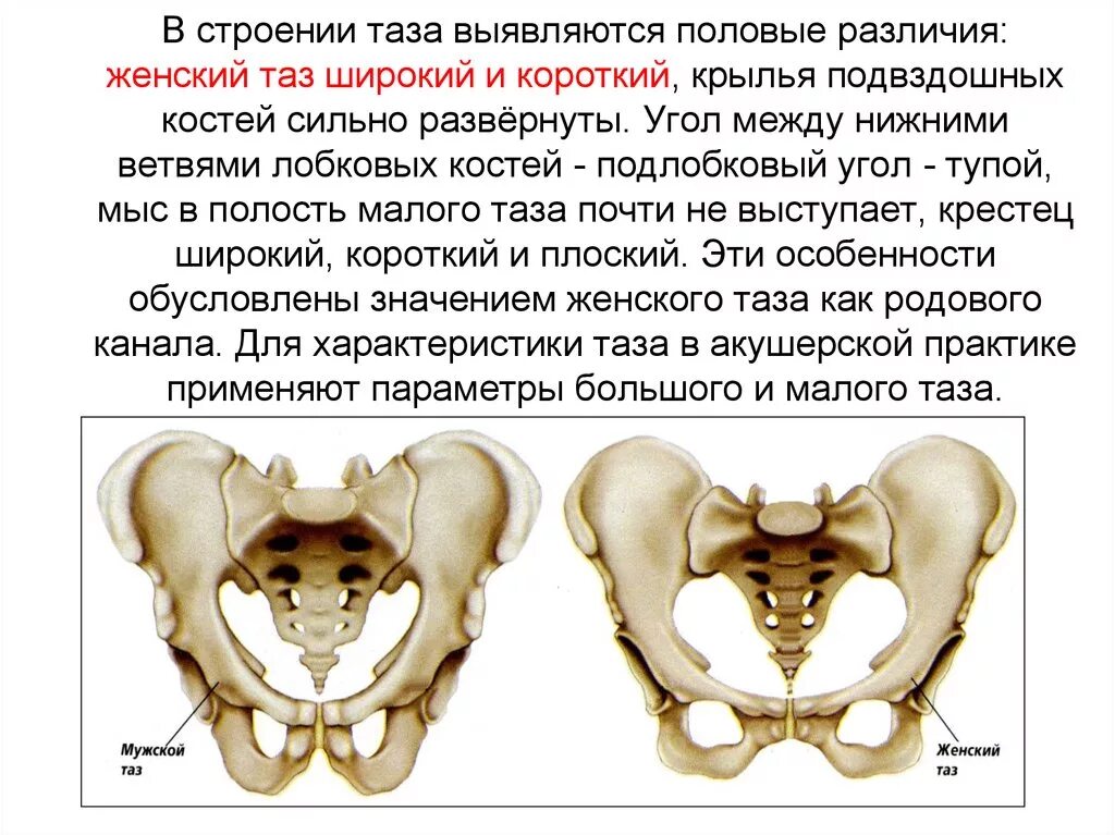 Кости таза мужчины. Строение подвздошной кости таза. Подвздошная кость женский таз кости. Строение скелета таза человека. Кости таза анатомия мужчины.