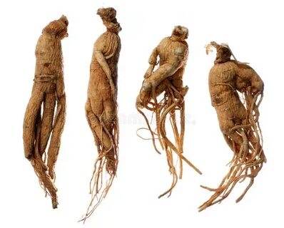 Растение корни мандрагоры