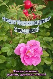 День шиповника