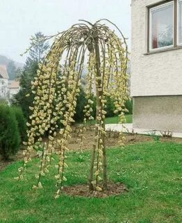 Саженцы плакучей