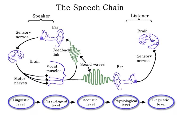 Speech meaning. Speech Chain. Acoustic aspect of Speech Sounds. Organs of Speech the Speech Chain. The Acoustic and auditory aspects of the English Speech Sounds.