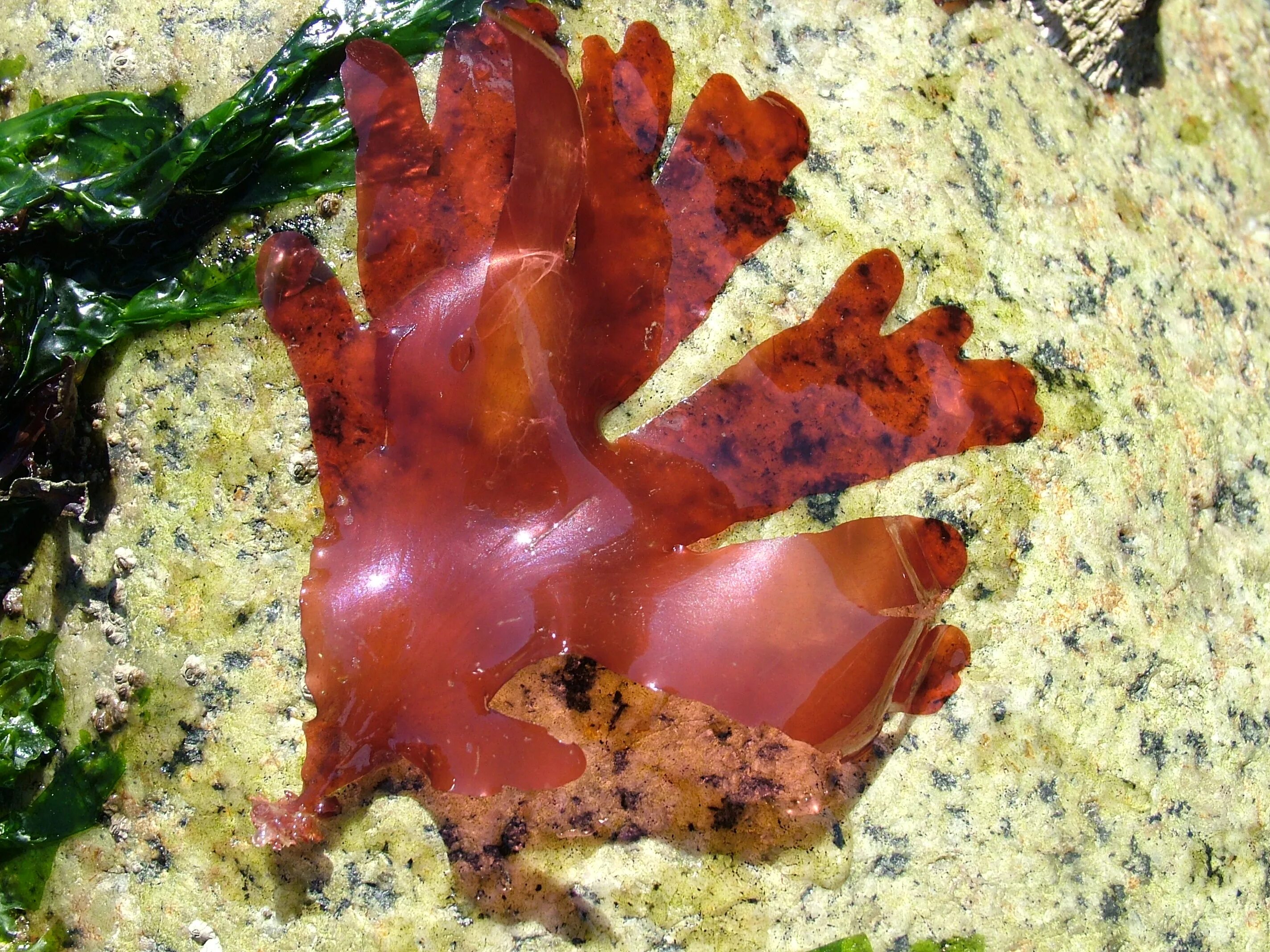 Порфира Филлофора. Порфира водоросль. Красные водоросли Филлофора. Красные морские водоросли порфира.
