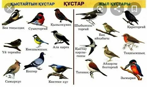 Жасөспірімдерге арналған порно банды бейне