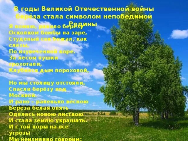 Включи стихотворение я помню ранило березу осколком. Стихотворение Васильева береза. Стихотворение Васильева белая береза. Береза Васильев стих. Белая берёза стих про войну.