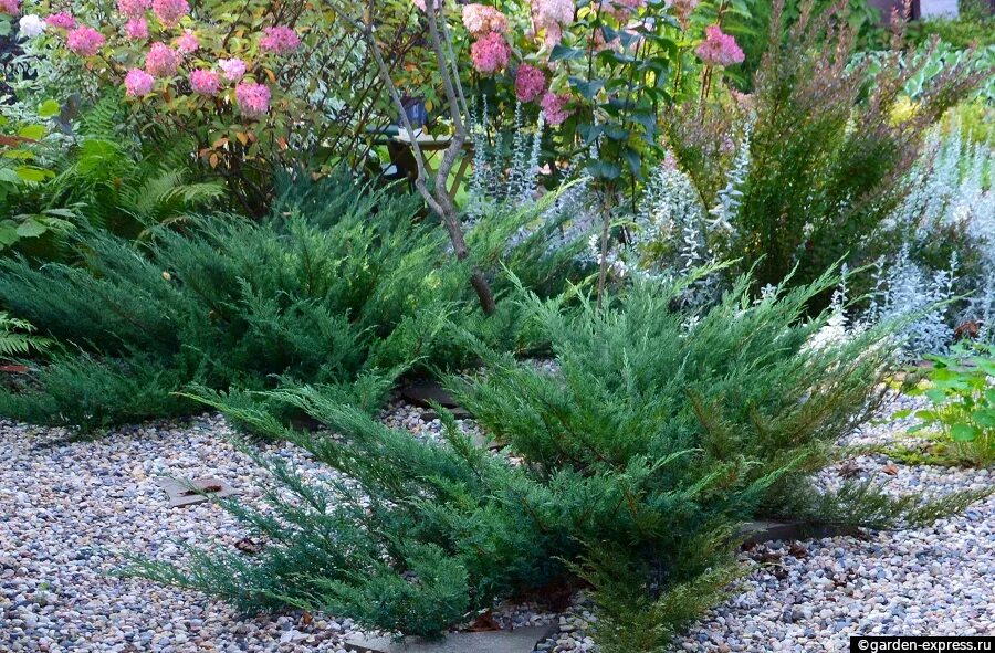 можжевельник совместимость. можжевельник совместимость. барбарис тунберга с туями. клумба туя хоста можжевельник. туя плетистая.