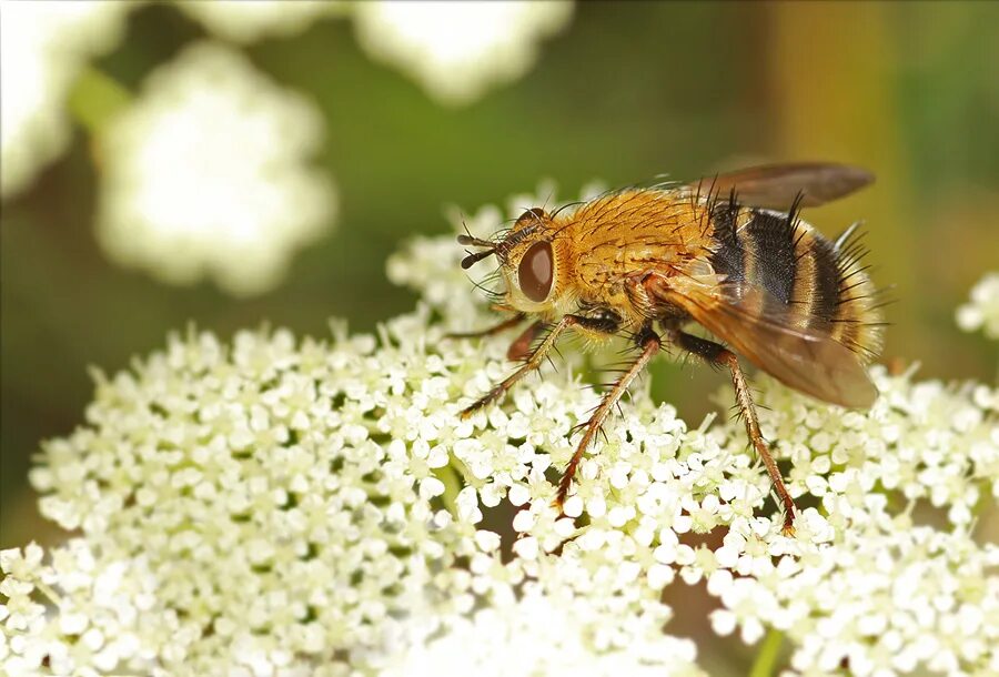 тахины насекомые. тахины паразиты. хоботок мухи жигалки. тахины ежемухи tachinidae. насекомое тахина 7 букв.