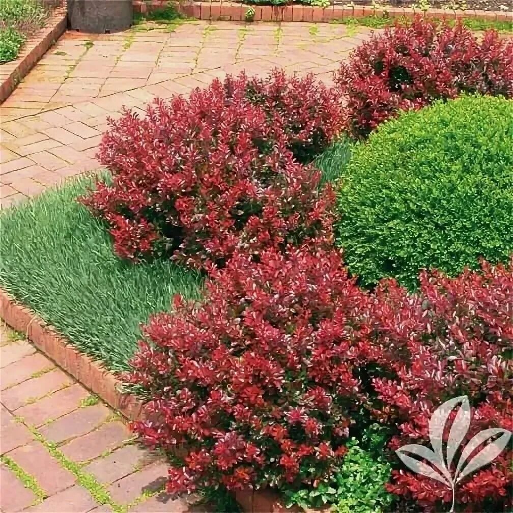 Туя даника изгородь. Куст низкий. Барбарис тунберга изгородь. Куст низкий. Барбарис тунберга admiration.