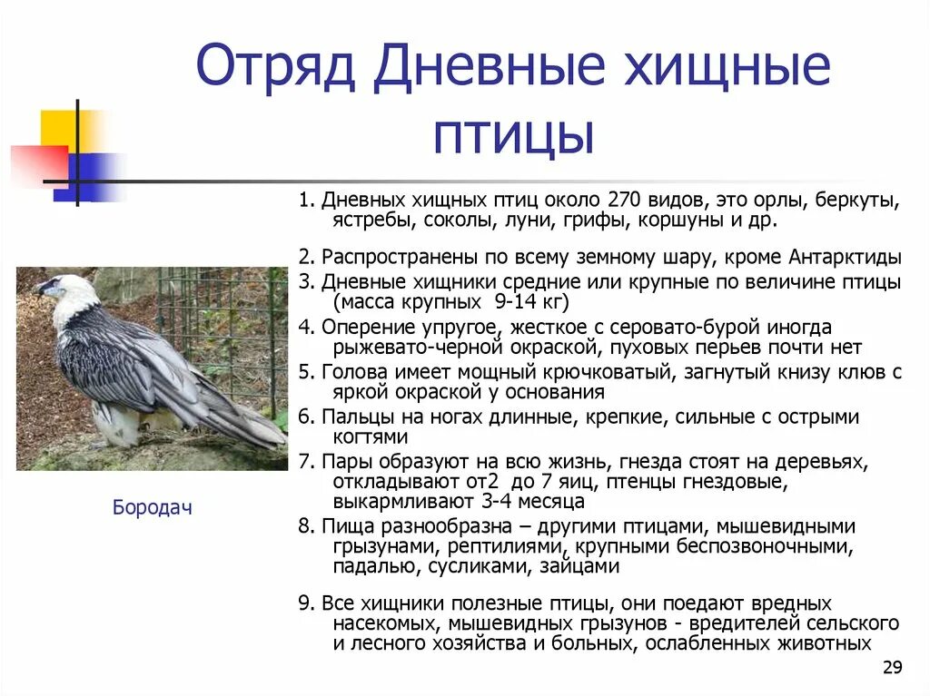 Признаки птиц 7 класс. Отряд дневные Хищные птицы общая характеристика. Таблица отряды птиц дневные Хищные Совы куриные. Общая характеристика отряды дневных хищных птиц 7 класс биология. Общая характеристика птиц 7 класс биология класс птицы.