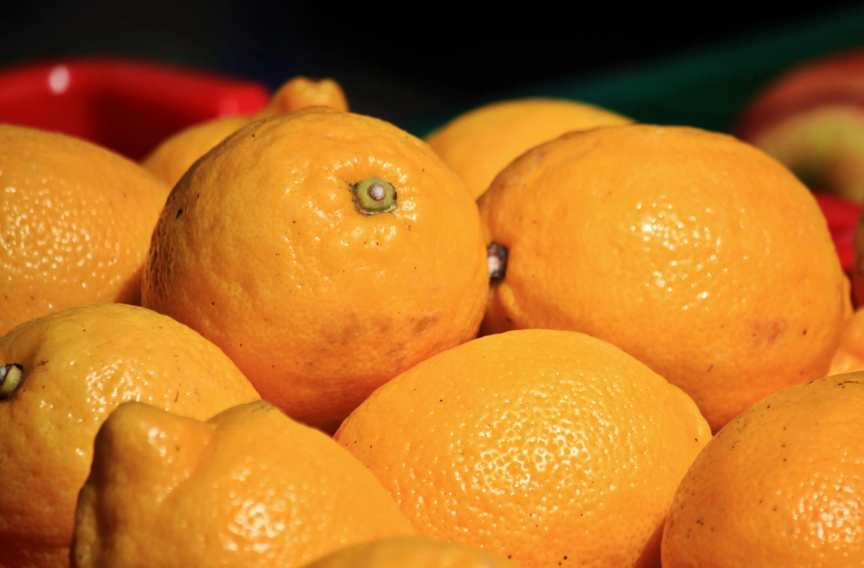 They like oranges. Цитрусовые фрукты. Лимон. Желтый фрукт. Рыжий фрукт.