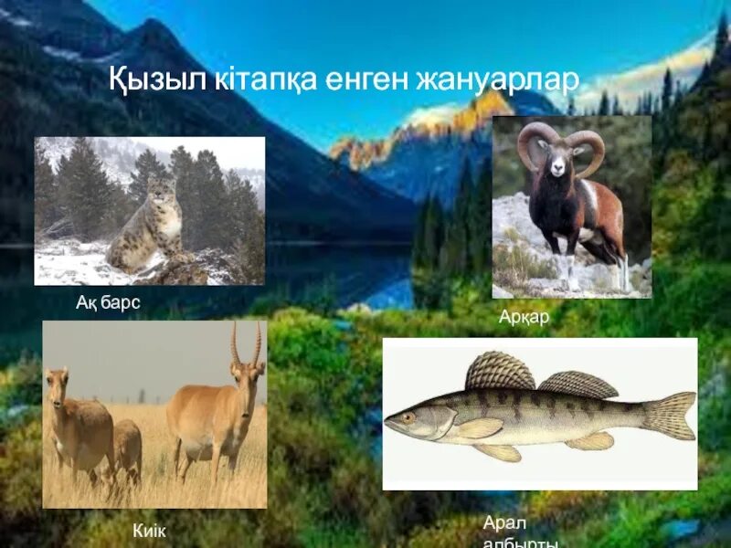 Жануарлар мен. Өсімдіктер мен жануарлар картинка. биоалуантүрлілік презентация. осымдыктер. жануарлар дүниесі презентация.