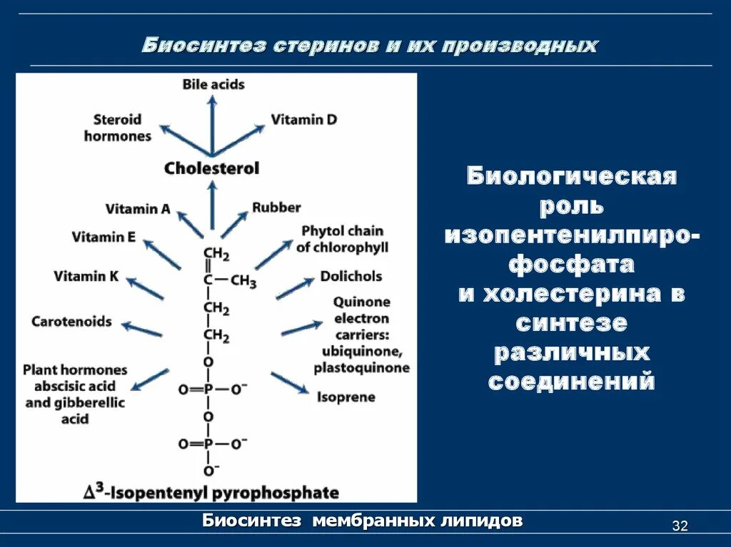 Биосинтез дыхания. Биосинтез липидов. Биосинтез мембранных липидов. Биосинтез мембранных фосфолипидов. Биосинтез стеринов.