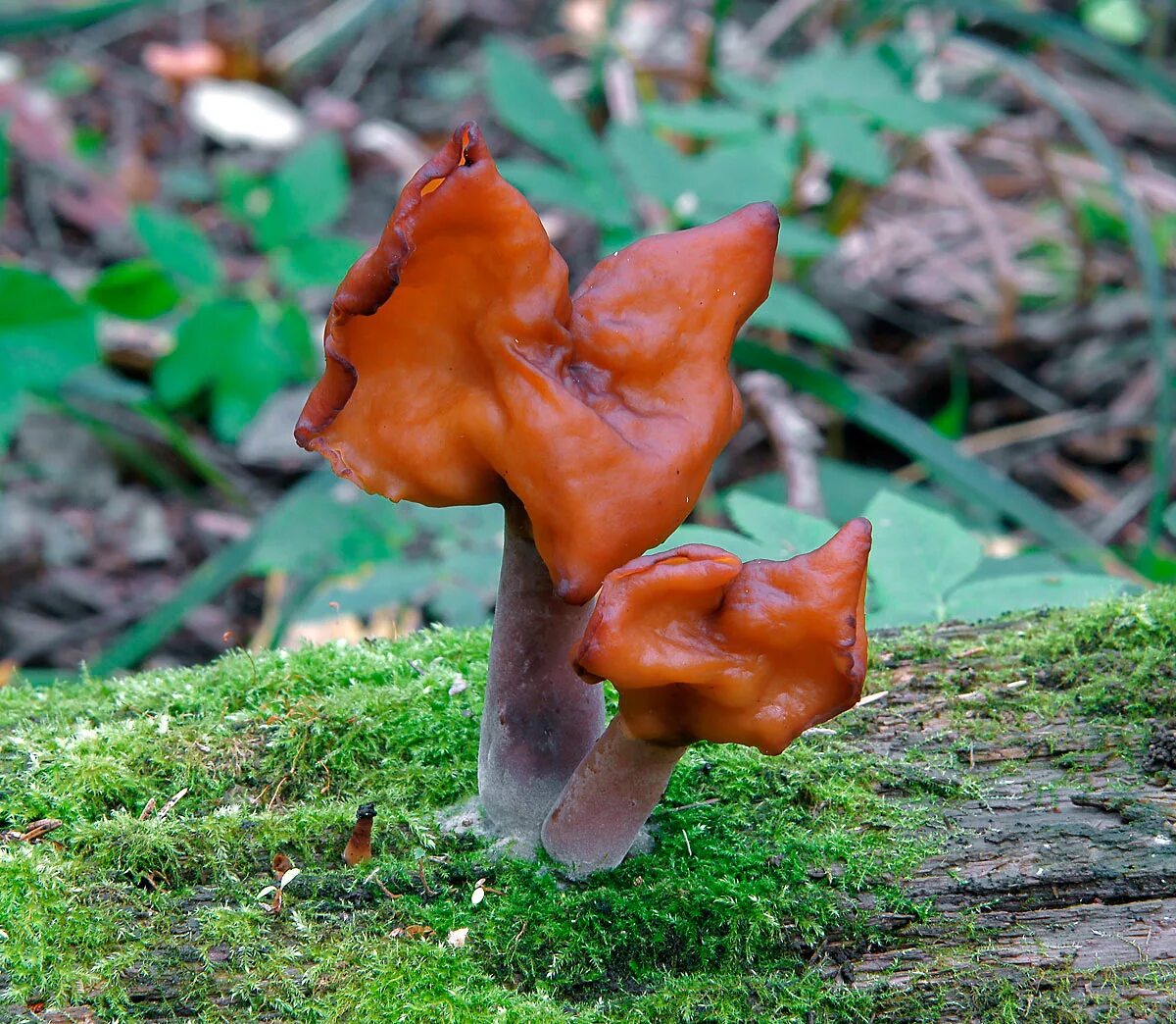 Какие грибы строчки. Gyromitra infula. Строчок осенний гриб. Лопастник осенний.