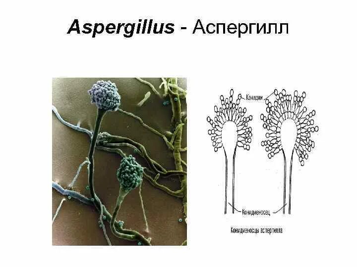 Спороношение это. Пеницилл и аспергилл. Конидии аспергилла. Мукор пеницилл аспергилл. Конидиальное спороношение аспергилла.