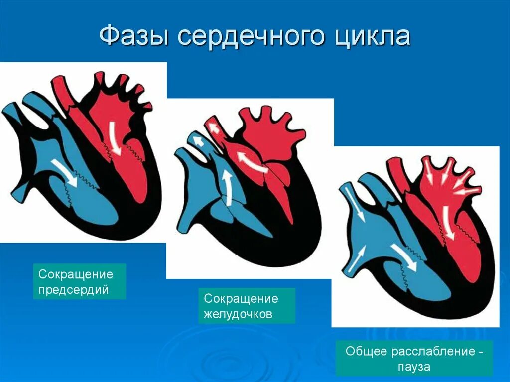 Название фаз сердечных сокращений. Фаза сердечного цикла систола желудочков. Фазы работы сердца схема. Фазы сердечной деятельности схема.