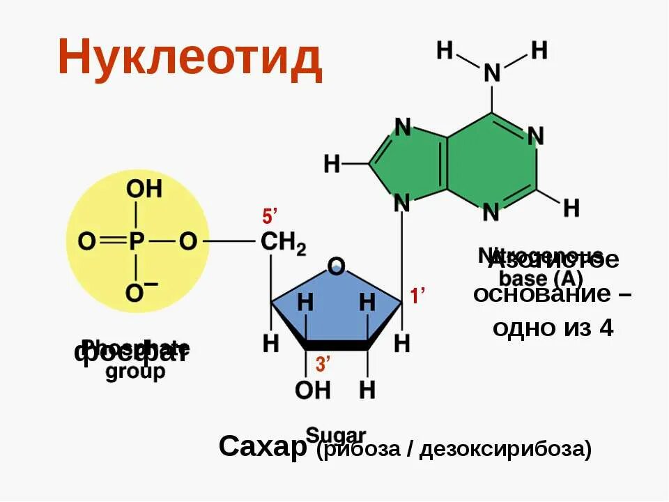 Строение нуклеотида формула. Нуклеотиды аденин Тимин. Строение нуклеотидных оснований. Формула нуклеотида РНК.