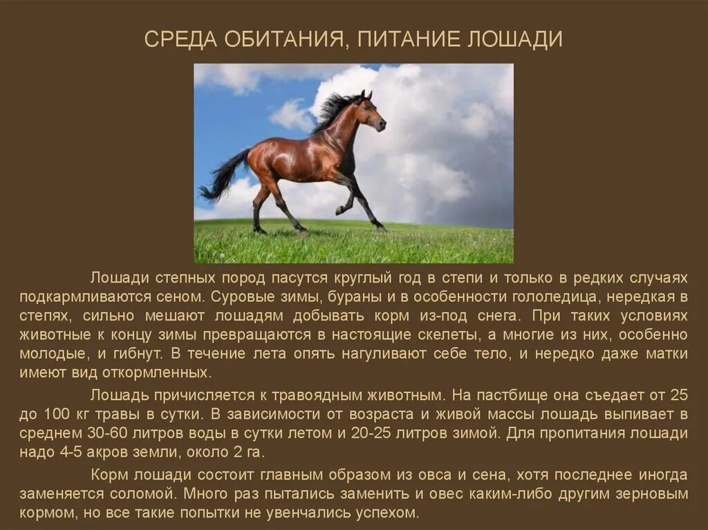 Сообщение о лошади 3 класс. Лошадь краткое описание. Среда обитания домашних лошадей. Доклад про лошадь. Описать животное лошадь.