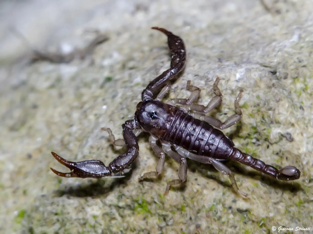 Скорпион обыкновенный ядовитый или нет. Euscorpius italicus. italicus скорпион. мегрельский скорпион. скорпион морелос.