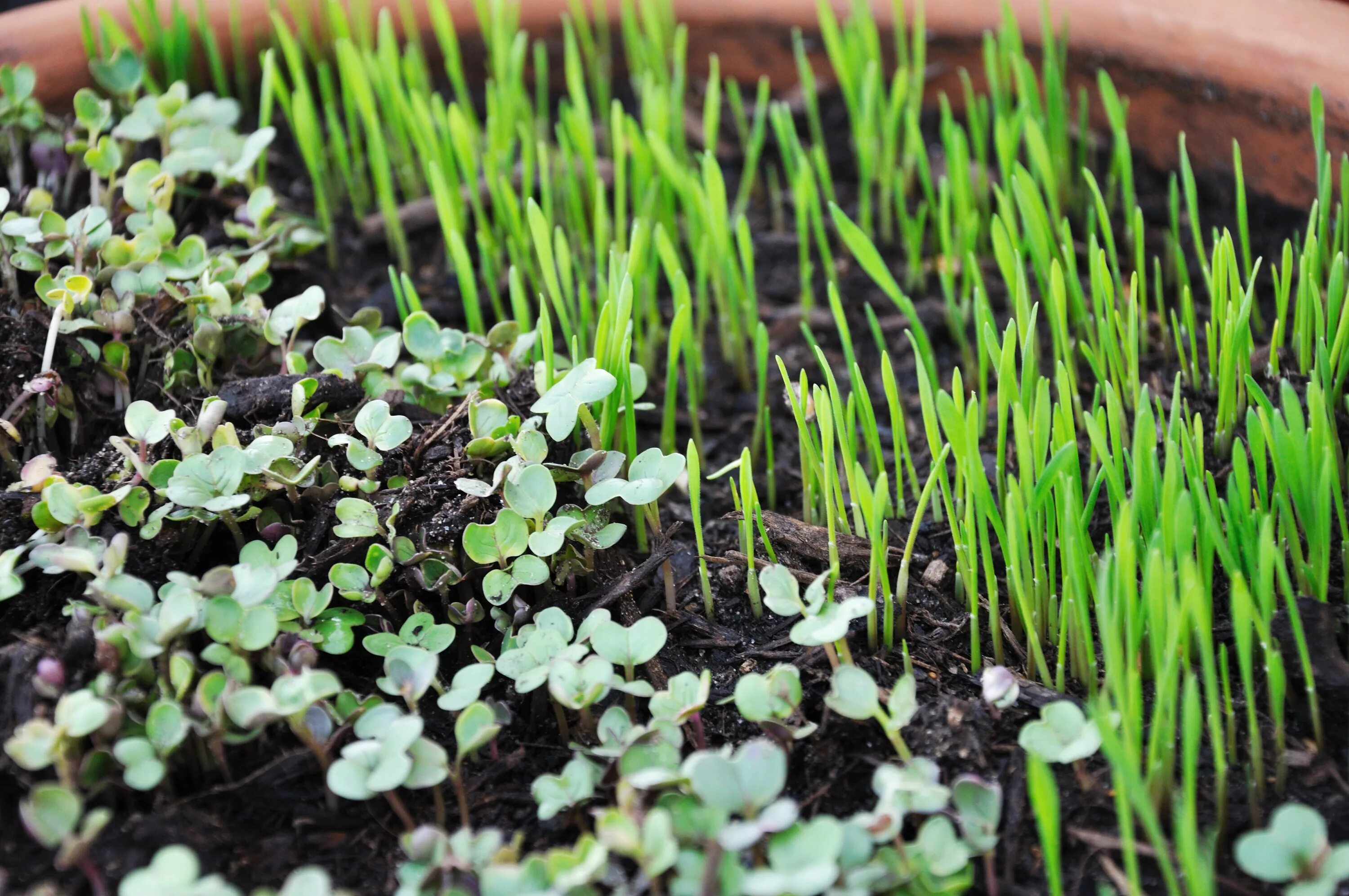 Всхожесть семян моркови. Проростки микрозелени. Good Green микрозелень. Микрозелень в земле. Всход микрозелень.