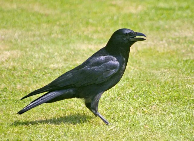 Степной ворон. Crows wiki. Corvus palmarum minutus. Обыкновенный ворон птица. Новокаледонский ворон.