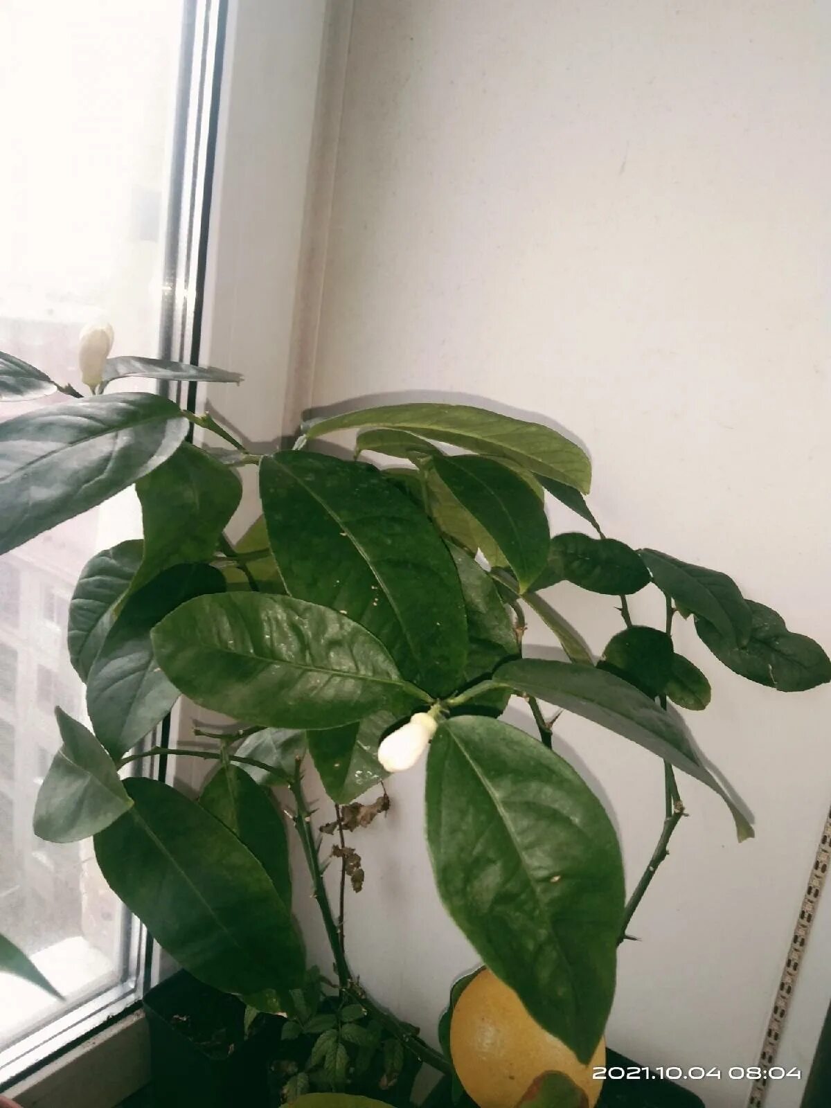 Авито лимон. Лимон лунарио. Цитрус (комнатное растение) лимон лунарио. Крон лимоновый авито. Sweet lemon.