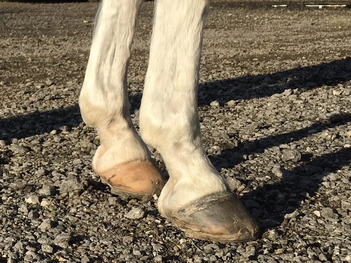 Припустил под кручь во все лошадиные ноги. Ноги лошади. Припустил под кручь во все лошадиные ноги. Жилин видит дело плохо. Припустил под кручь во все лошадиные ноги.