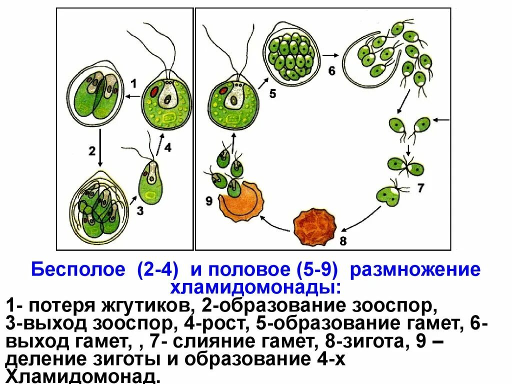 Клетка бесполого размножения водорослей. Размножение хламидомонады схема. Размножение хламидомонады рис. Размножение хламидомонады с подписями. Рисунок бесполое размножение хламидомонады.