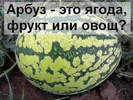 Почему арбуз ягода а дыня нет