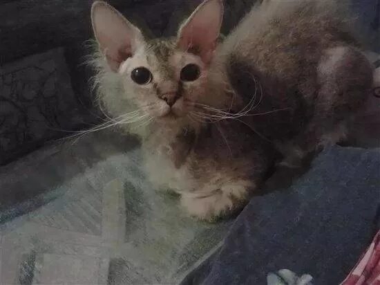 Метис канадского сфинкса. Смесь кота и сфинкса. Смесь сфинкса с обычной кошкой. Смесь сфинкса с обычной кошкой. Смесь кота и сфинкса.