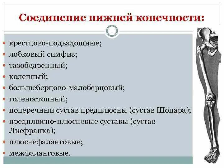 Соединение костей особенности строения конечностей. Соединение костей нижней конечности. Соединение костей скелета нижней конечности. .Кости нижней конечности. Соединения костей нижней конечности. Соединения костей свободной части нижней конечности.