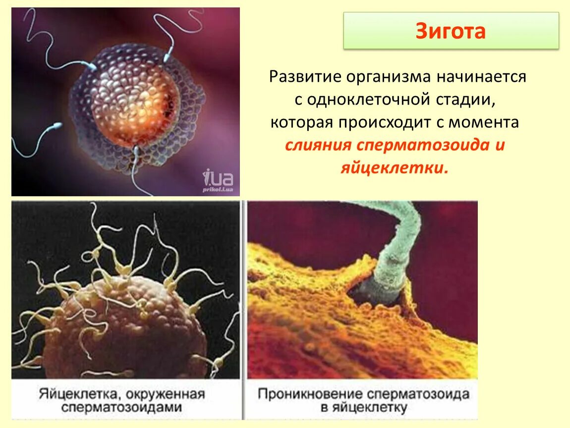 Яйцеклетка и зигота. Размер яйцеклетки и сперматозоида. Половые клетки яйцеклетка. Соотношение яйцеклетки и спермия.