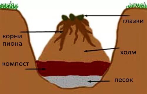 Глазки корень. Схема посадки древовидного пиона. Посадка пионов осенью схема. Схема посадки Ито пионов. Глубина посадки пиона.