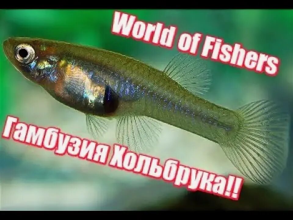 Рыба гамбузия и малярия. Рыба гамбузия фото и описание. гамбузия рыбка фото и описание.