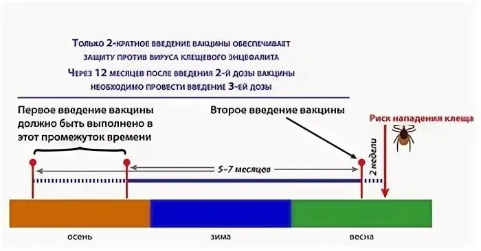 Против клещевого энцефалита схема. Схема прививок клещевого энцефалита. Схема вакцинации против клещевого энцефалита. Клещевой энцефалит вакцина схема. Схема прививок против клещевого энцефалита.