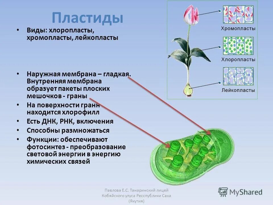 Что такое хромопласты 5 класс. Что такое хромопласты 5 класс