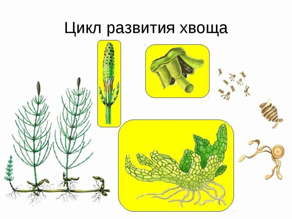 Клетки зародыша хвоща. Цикл размножения хвощей схема. Цикл развития хвоща полевого. Хвощ полевой размножение. Размножение хвоща полевого схема.