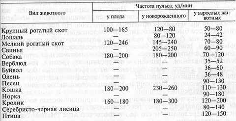 Какая температура у собак перед родами