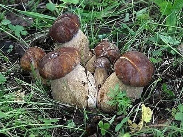 Белый гриб корень. Грибы в Калужской области. Радиационный белый гриб. МБОР грибов во владимирскоцитобл. Калуга какие в лесу есть грибы.