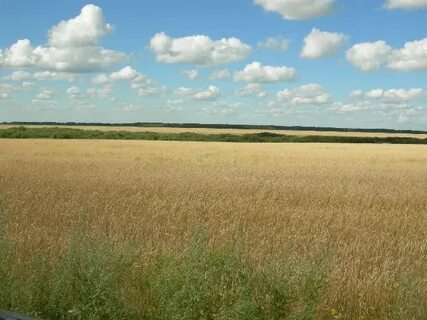 Мишкино степь