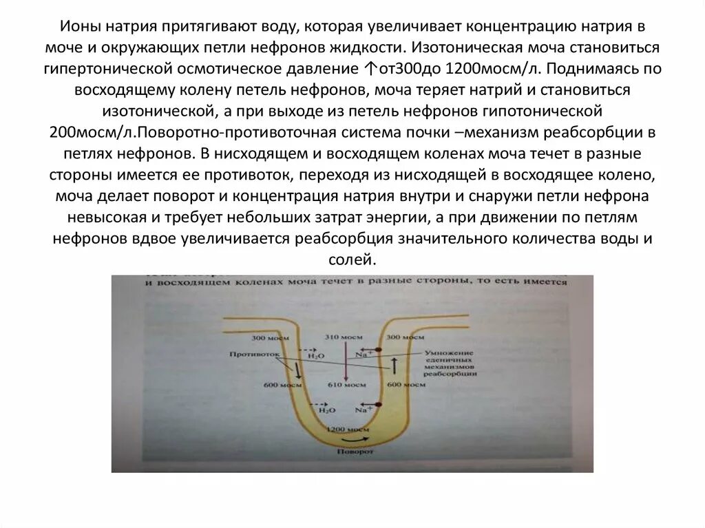 Повышенный натрий вода. Концентрация натрия в моче. Осмотическое разведение и концентрирование мочи. Концентрация мочи в нефроне. Осмотическое разведение мочи.