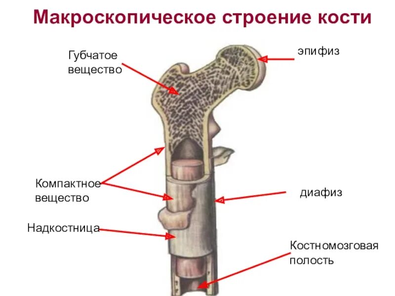 Следующее строение. Строение трубчатой кости биология 8 класс. Строение компактного и губчатого вещества кости. Компактное и губчатое вещество трубчатой кости. Макроскопическое строение трубчатой кости.