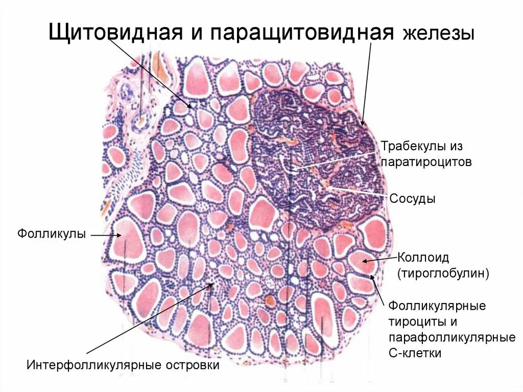 Паращитовидная железа гистология препарат. Строение околощитовидной железы гистология. Околощитовидная железа гистология препарат. Строение паращитовидных желез гистология. Фолликул тироцита