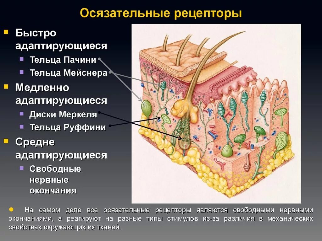 Осязательные рецепторы. Осязательный Рецептор кожи строение. Тельца Руффини строение. Рецепторы тактильной системы.