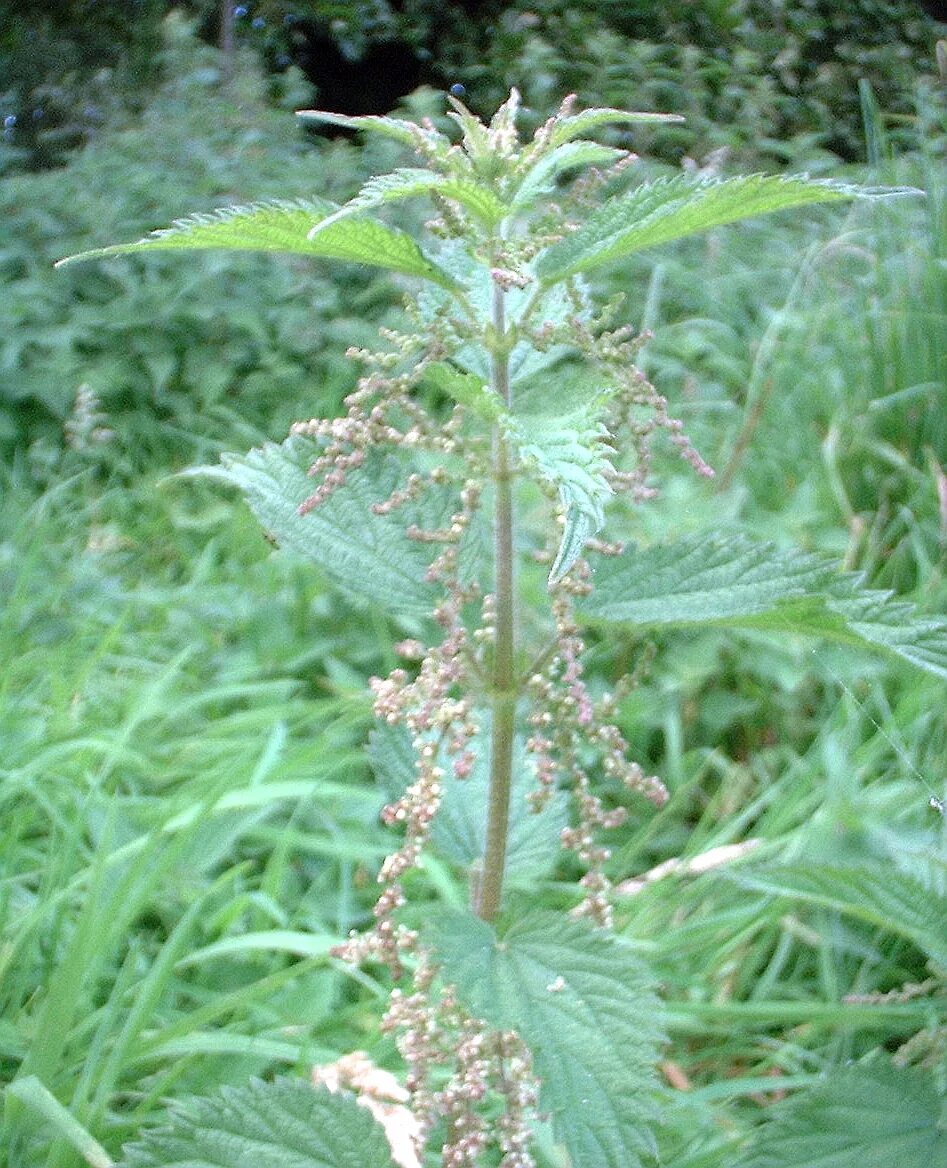 Крапива двудомная (URTICADIOICAL.). Крапива двудомная (Urtica dioica) ареал. Крапива двудомная ГФ. Крапива двудомная ЛРС. Острая крапива