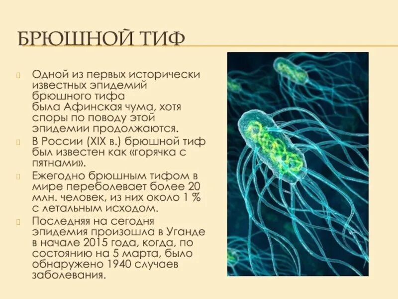 Брюшной тиф рисунок возбудителя. Тиф это что за болезнь простыми словами. Санбюллетень профилактика брюшного тифа. Брюшной тиф это инфекционное заболевание. Тиф это что за болезнь простыми словами.