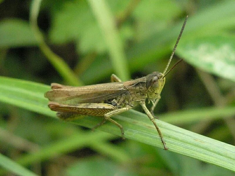 отряды насекомых таракановые прямокрылые уховертки поденки