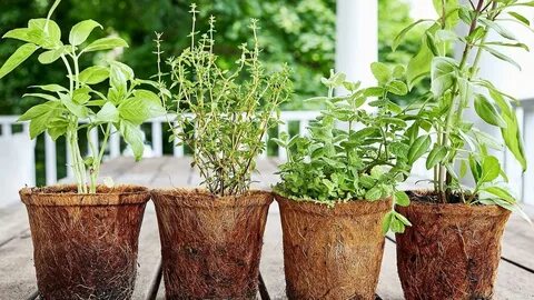 Useful plants