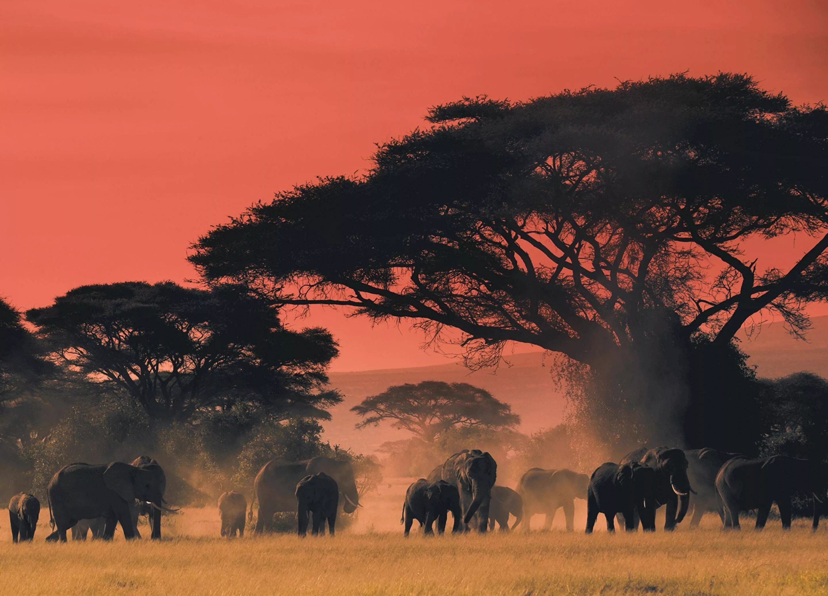 Africa com. Кения Саванна. Национальный парк Амбосели Кения. Саванна сафари.