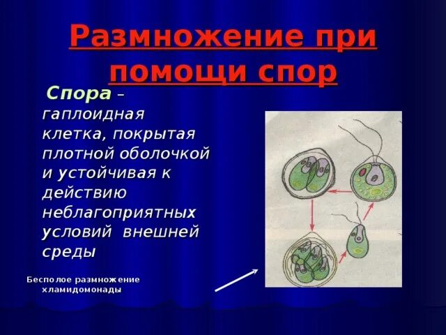 Спора специализированная клетка