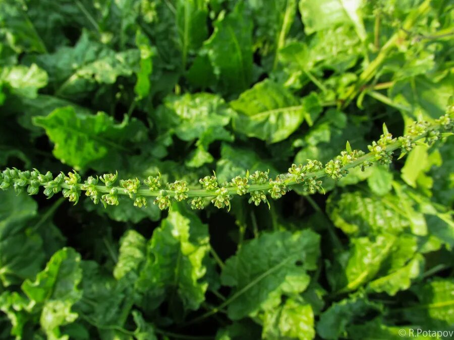 соцветие свеклы